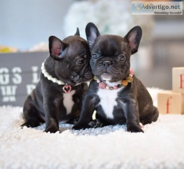 fdcdf  French Bulldog