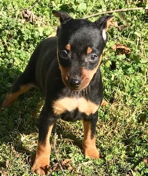 Healthy Miniature Pinscher Puppies Ready