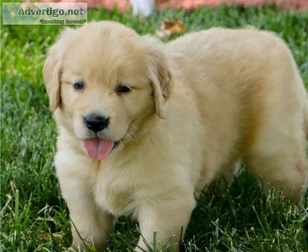 Home Raised  Puppies - ready to go