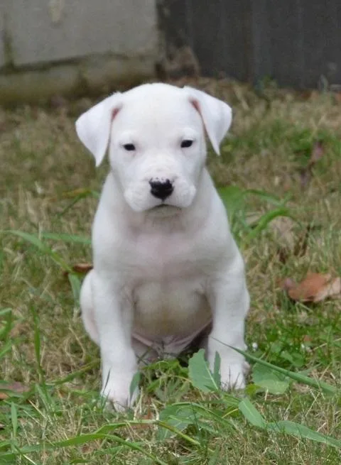 UKC Healthy Dogo Argentino puppies available.