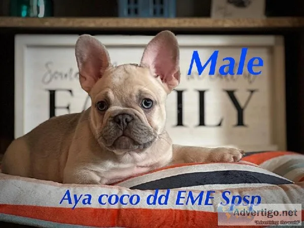 Handsome French Bulldogs