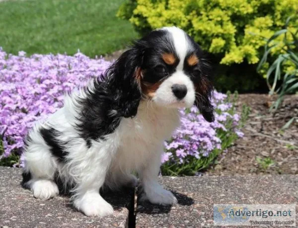 King Charles Puppies Ready