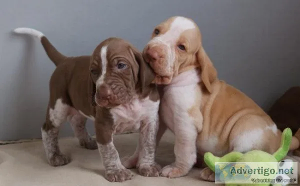 Stunning Bracco Italiano Puppies.