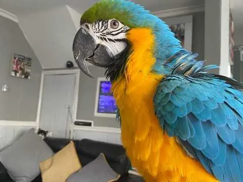 Lovely blue and gold macaw now available