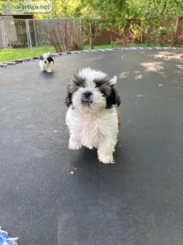 Shih tzu pups