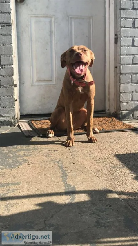 7 month old APBT