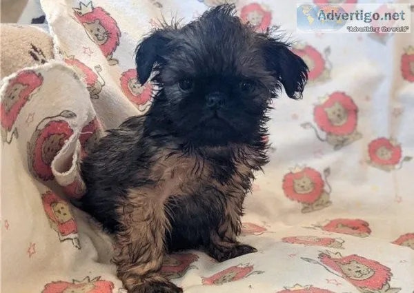 Lovely Brussels Griffon puppies available