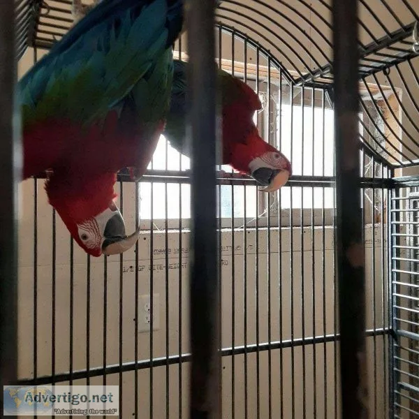 Beautiful Baby Greenwing Macaws