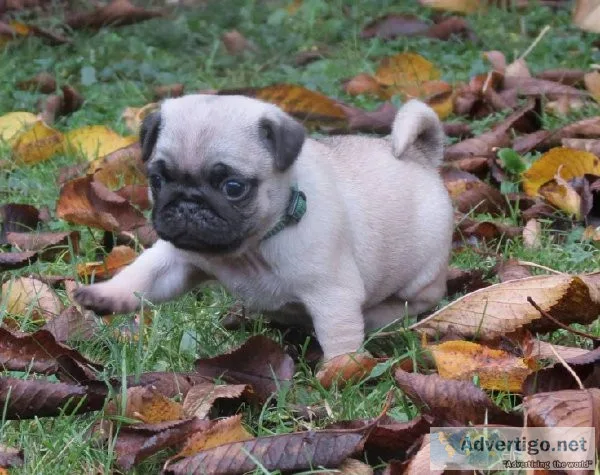 Pug puppies available for rehoming