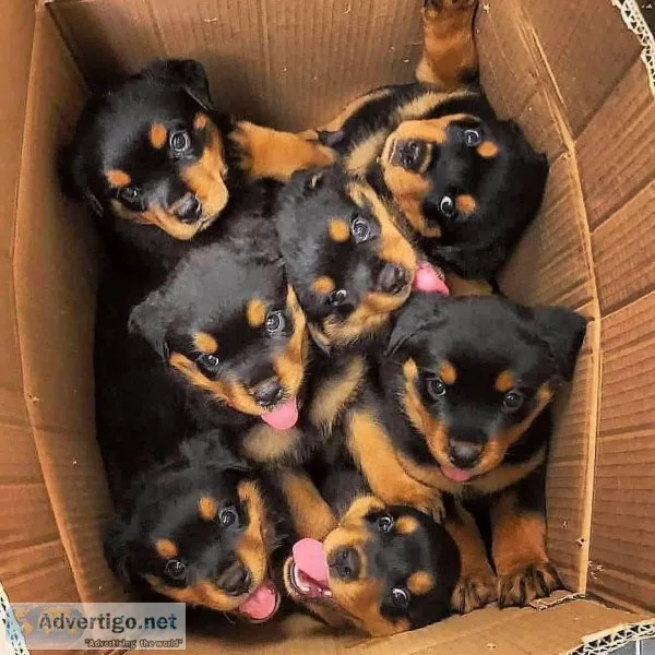   Rottweiler s for sale now