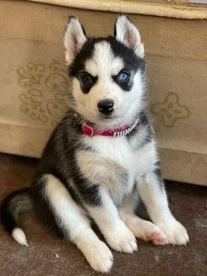 Vic Blue eyes AKC REG Siberian husky pups for sale