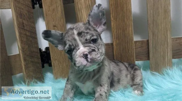 Gorgeous Frenchton puppies for sale.
