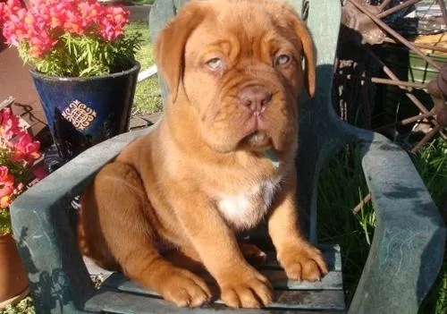Beautiful Dogue De Bordeaux Puppies