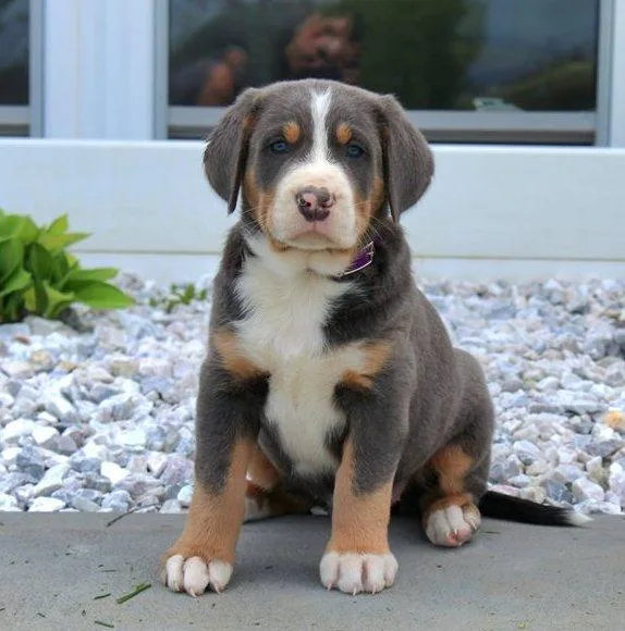 Well Socialized Greater Swiss Mountain (Dog) puppies available