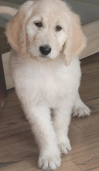 Well Trained Goldendoodle Puppies Ready