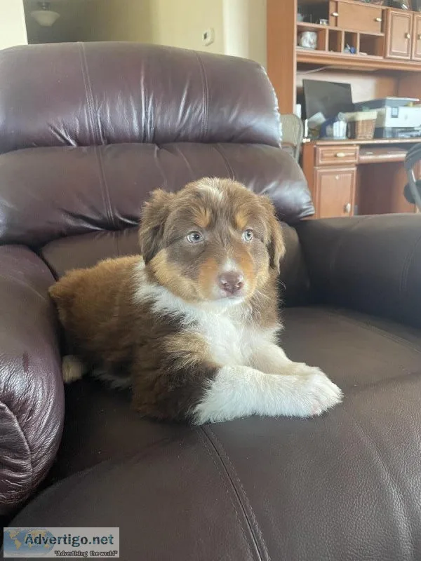 Australian shepherd puppies