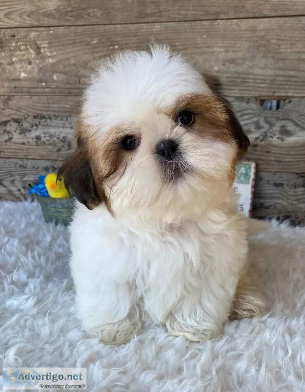 Shih Tzu puppies for sale.