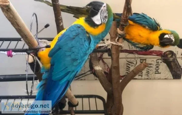 Well tamed Blue and Gold Macaws available