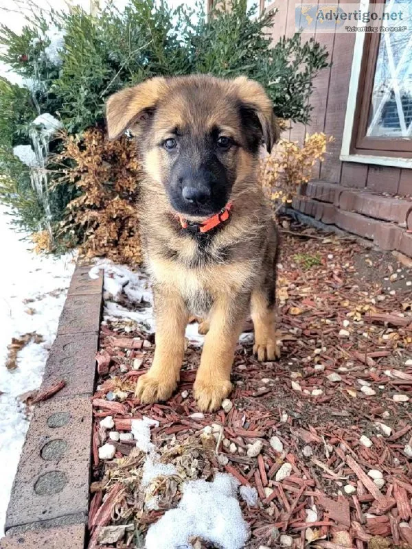 German Shepherd Dog puppies for sale