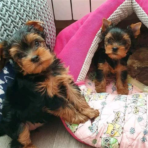 I think You Should Accept Them Into myour home 2 Yorkies