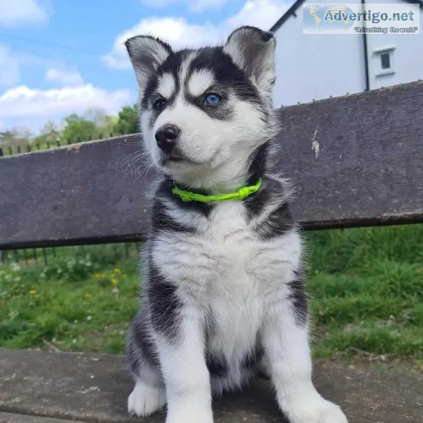 White Blue eyes AKC REG Siberian husky pups for sale