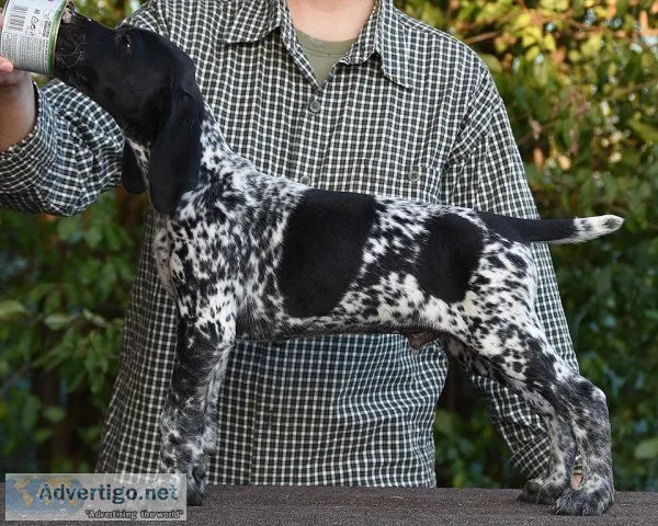 Males and females German Shorthaired Pointer puppies