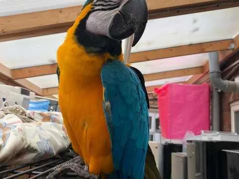 Lovely pair of Blue and Gold Macaws ready now for sale
