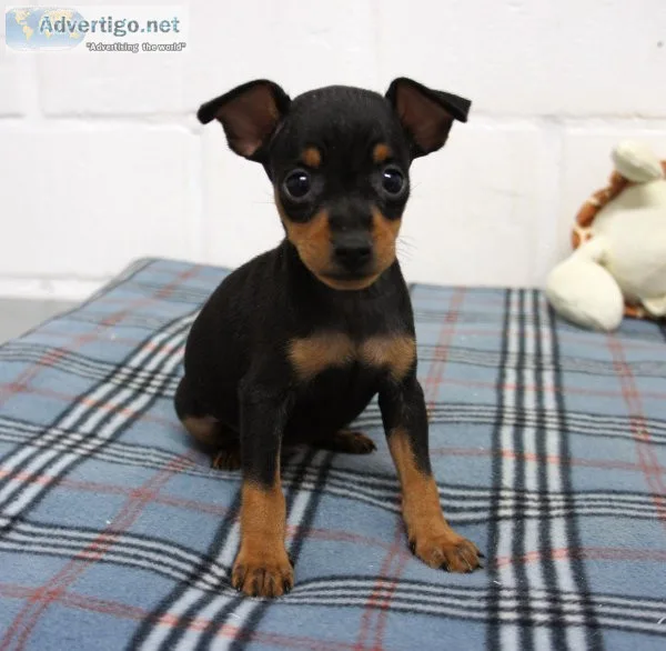 Astonished Carlin Pinscher puppies.