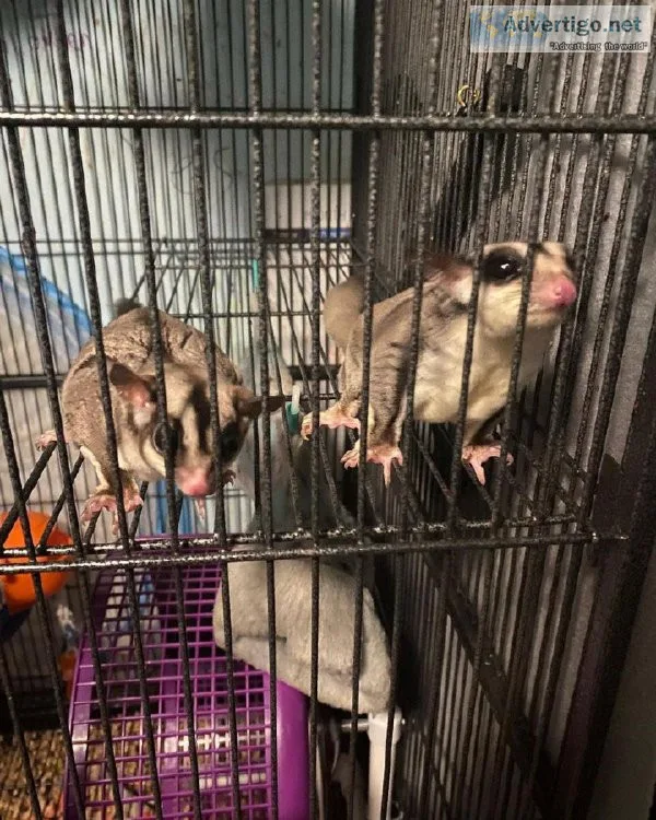 Amazing Sugar Glider Pets Available 