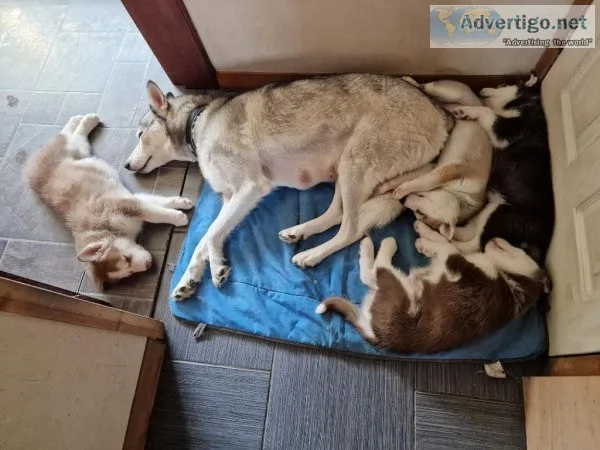 MF Blue eyes AKC REG Siberian husky pups for sale
