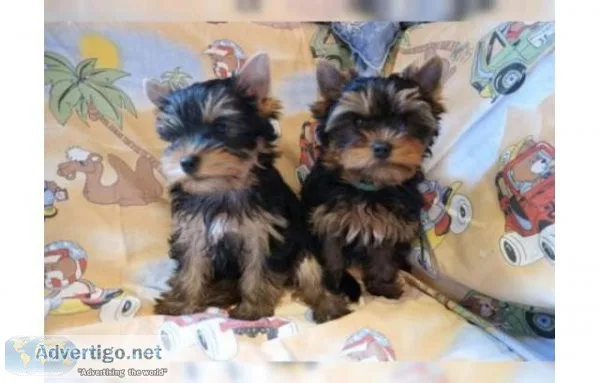Purebred Yorkie puppy