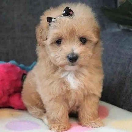 nbvg Maltipoo puppiez