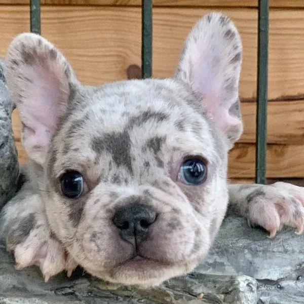 Merle Lilac French Bulldog Puppies For Adoption