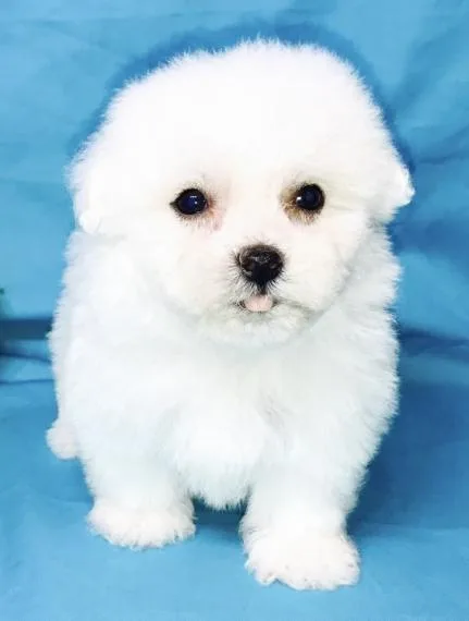 Super Cute Havanese puppies for Adoption