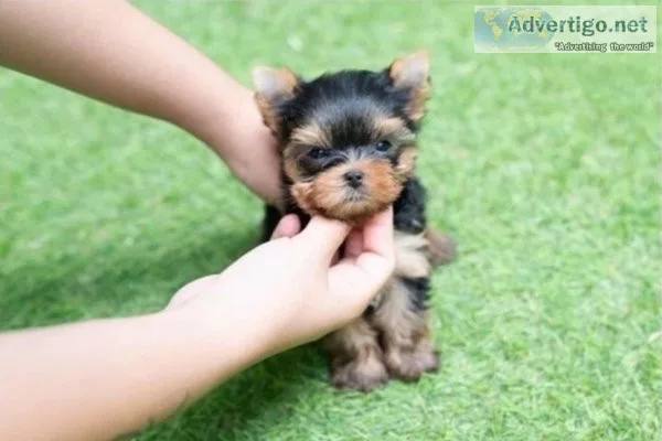 Purebred Tiny Yorkie Puppies