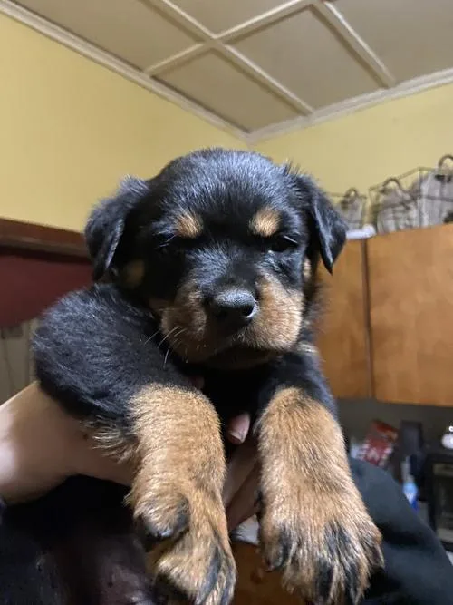 Top Rottweiler Puppies for sale
