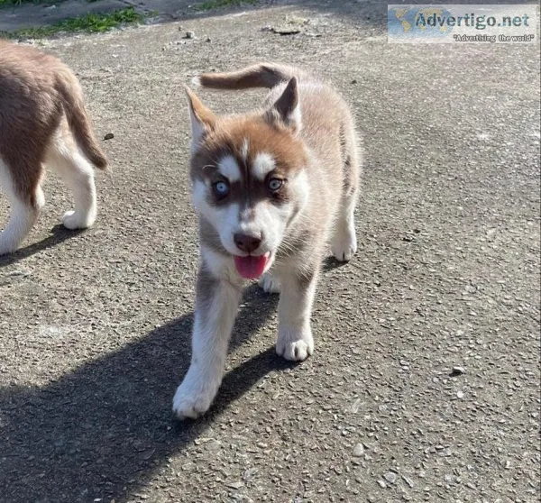 Red Blue eyes AKC REG Siberian husky pups for sale