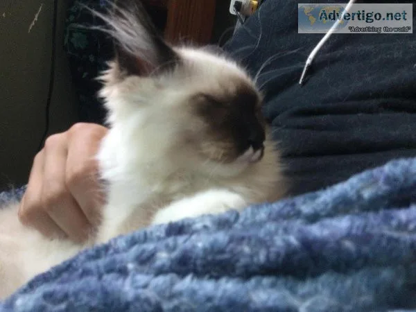 Rag doll kittens