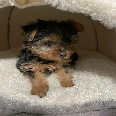 I am A Yorkie From NewYork Please Adopt Me