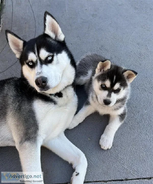 Exetreme Blue eyes AKC REG Siberian husky pups for sale