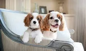 King Charles For Re homing