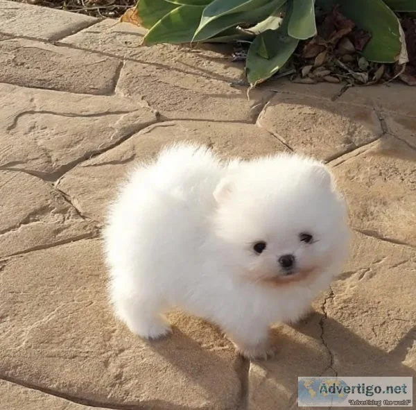 5 Pomeranian for sale now
