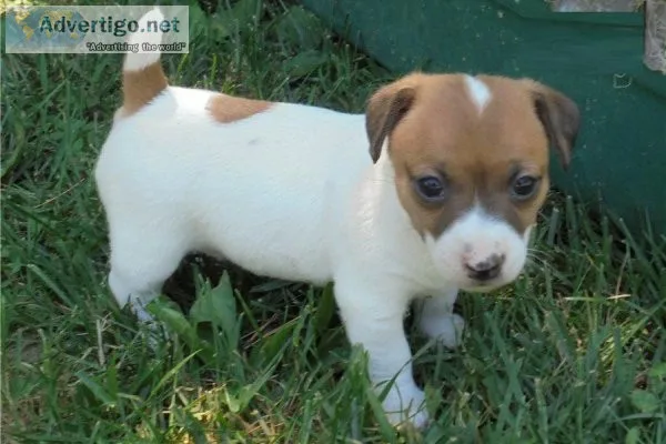 Healthy Jack Russel Terrier male and female puppies