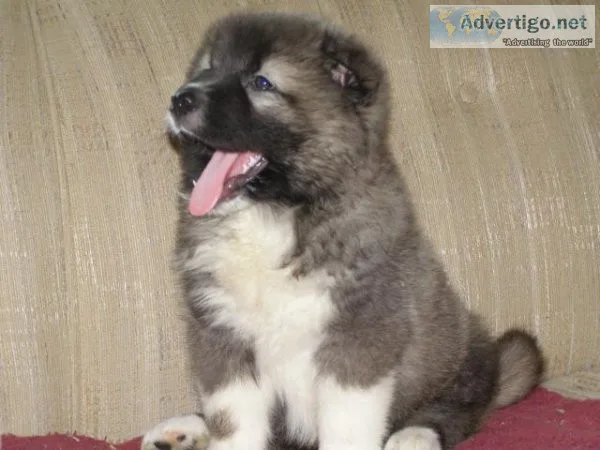 Well Socialized Caucasian Ovcharka puppies