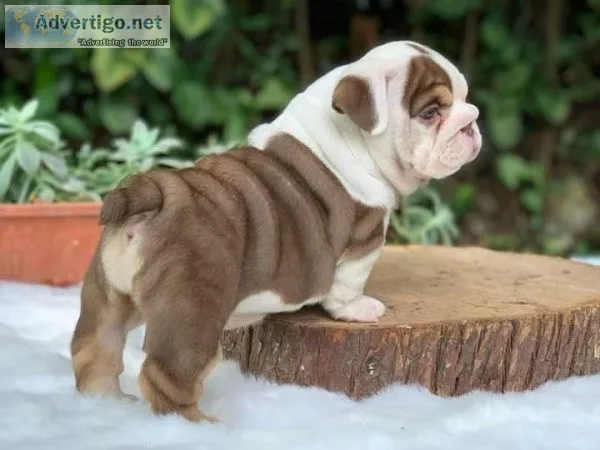 English bulldog puppies 2 boy and a girl