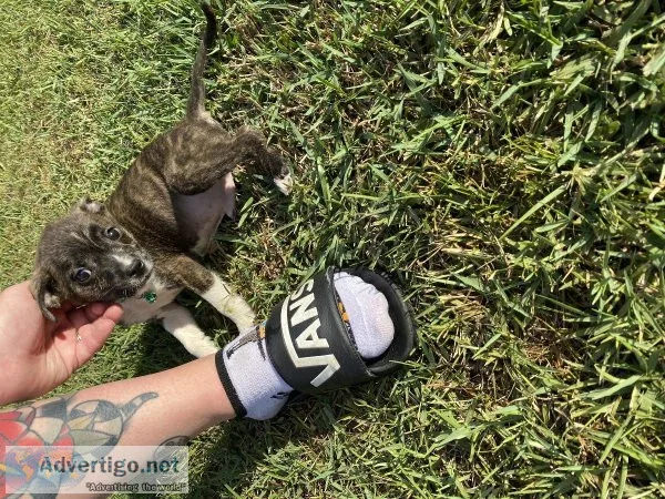 Chihuahua Terrier Mix