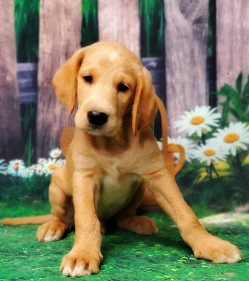 Home raised Labradoodle Puppies.