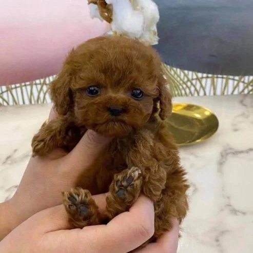 Well Socialized and healthy Toy Poodle Puppies.