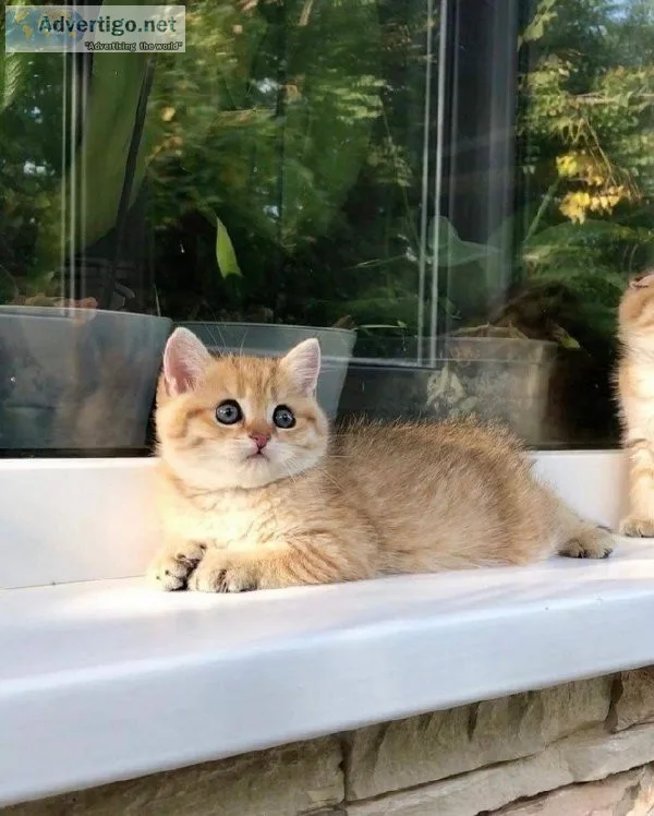 Adorable kittens available for rehoming to good people and famil