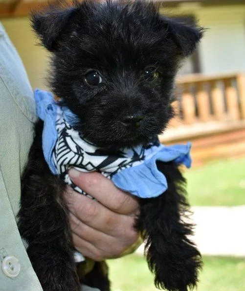 AKC male and female Cairn Terrier puppies ready